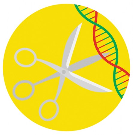 Ножиці для ДНК