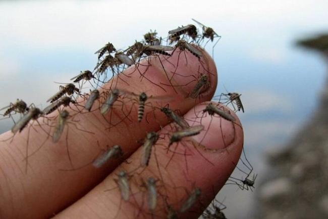 Природний засіб проти комарів