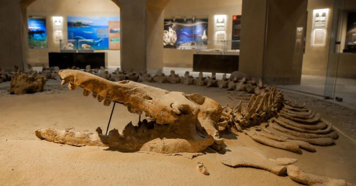 Скам’янілі останки чотирилапого кита