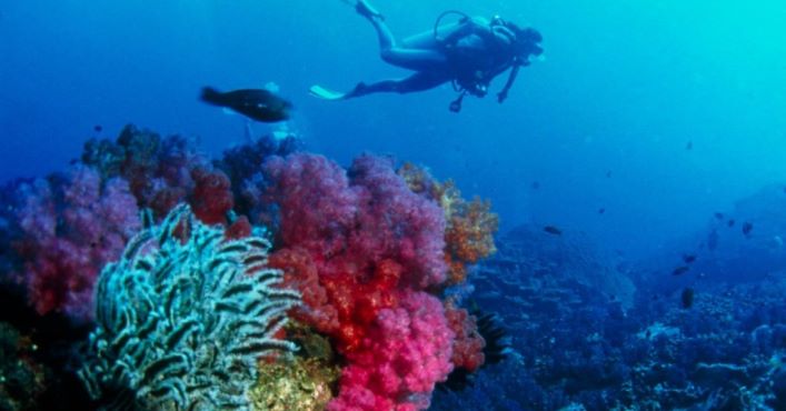 Відкрито велетенський кораловий риф