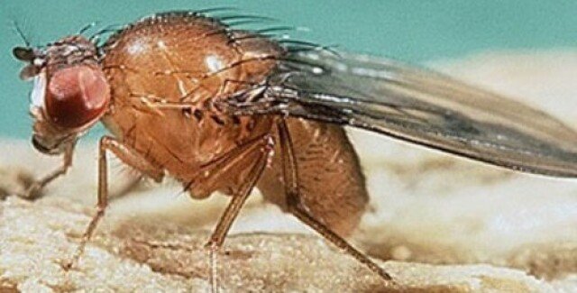 Інвазія плямистої мухи