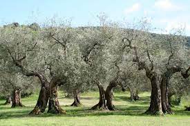Як врятувати оливкові гаї?