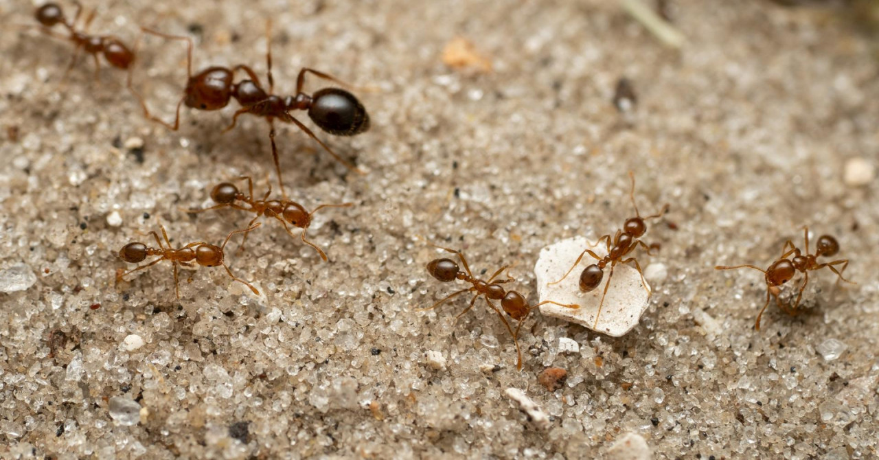 Вогняні мурашки атакують Європу